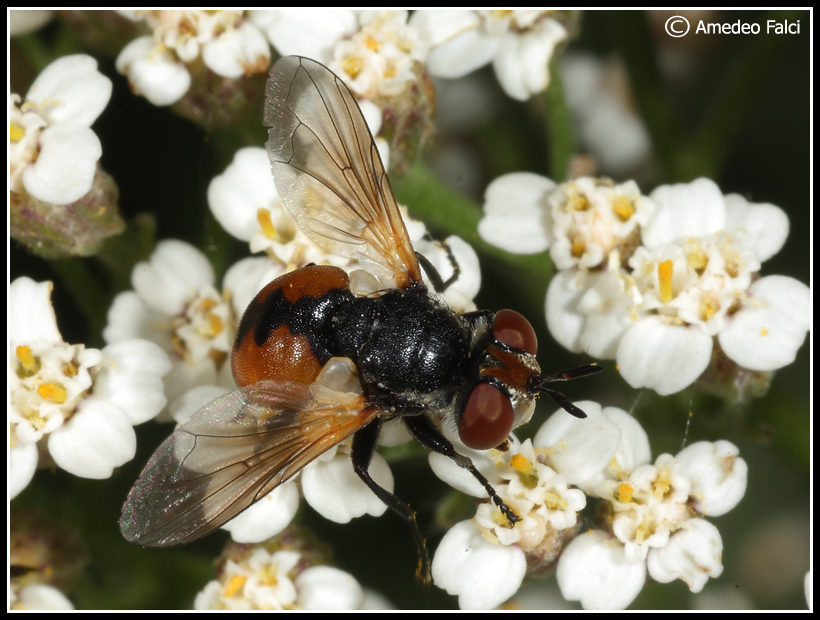 Tachinidae della Sicilia: Gymnosoma sp.